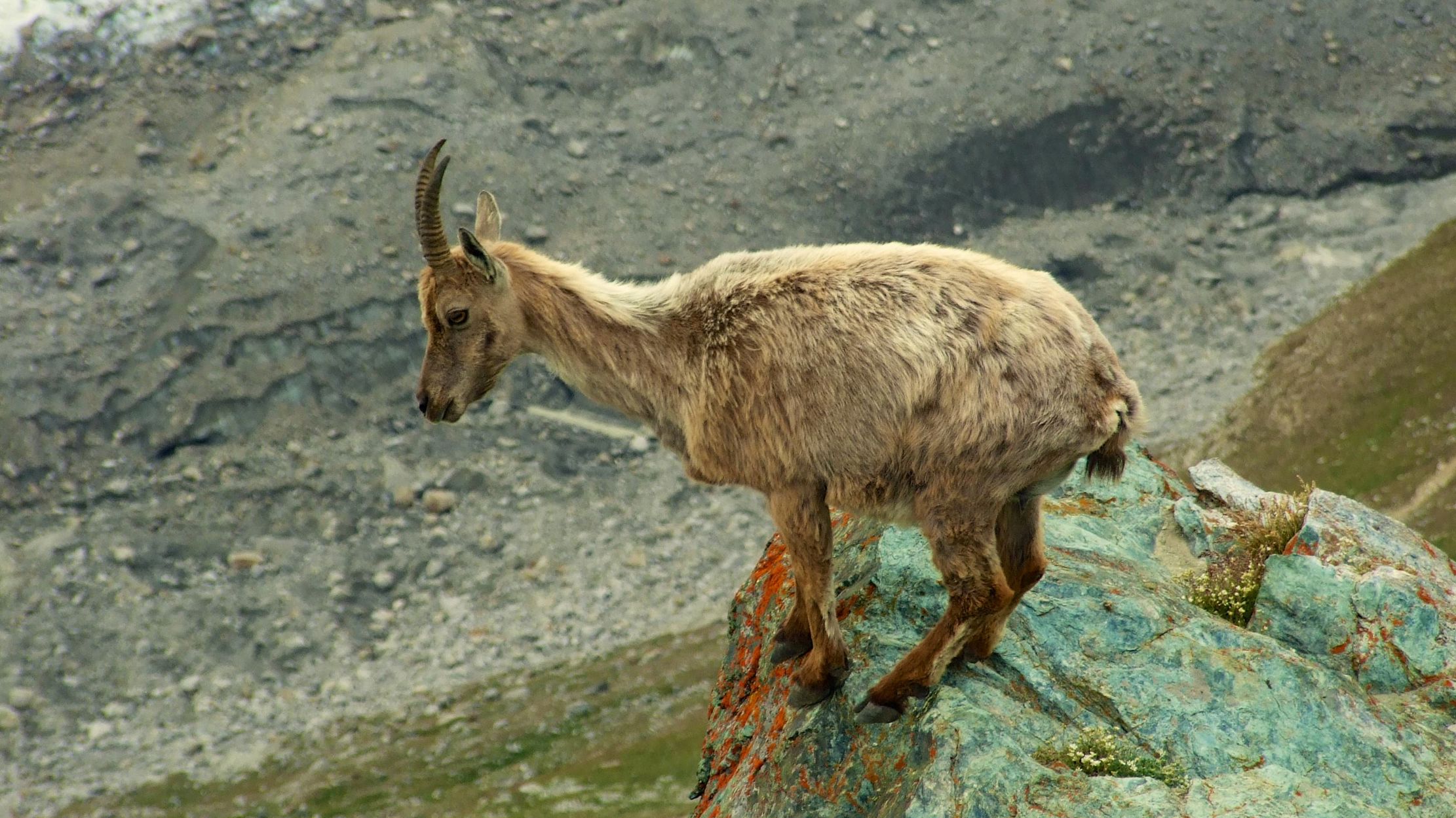 Ged overvejer at springe fra klippe