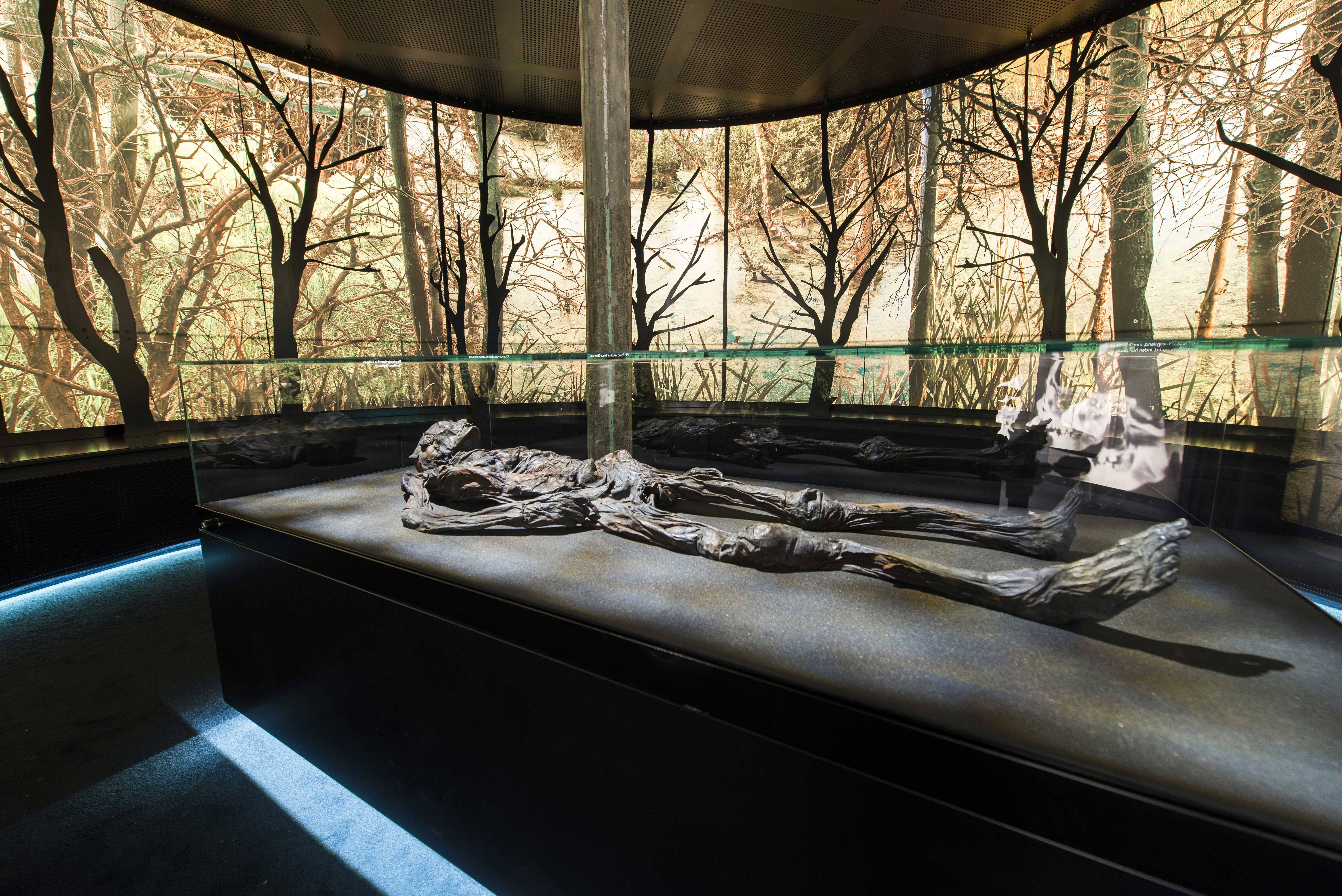 Foto af Haraldskærkvinden i montre