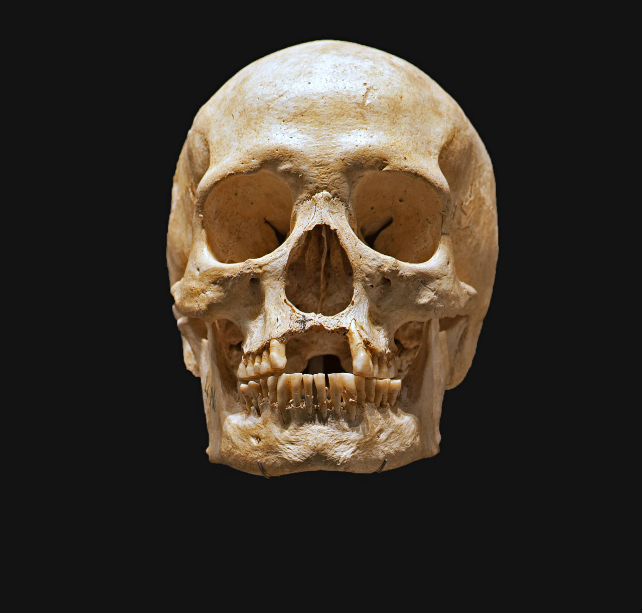 Kranium fra Øm Kloster ved Skanderborg.